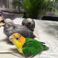 Caique élevé à la main #3