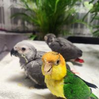 Caique élevé à la main #4