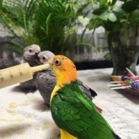 Caique élevé à la main