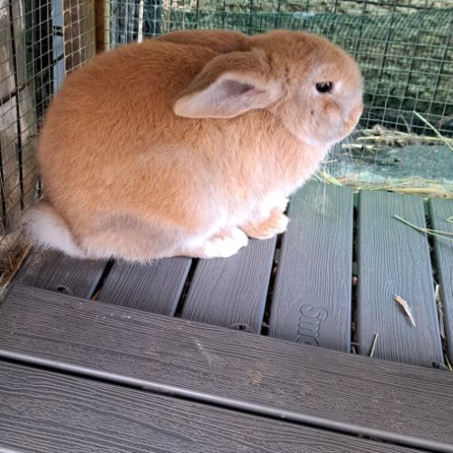 Lapin croisé papillon et minilop #3