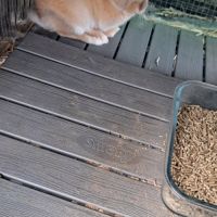 Lapin croisé papillon et minilop #1