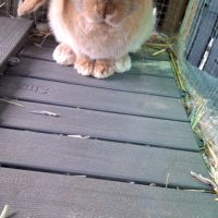 Lapin croisé papillon et minilop #0