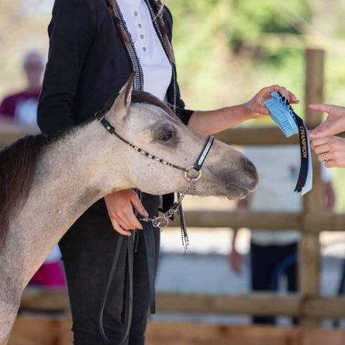 Cheval miniature #1