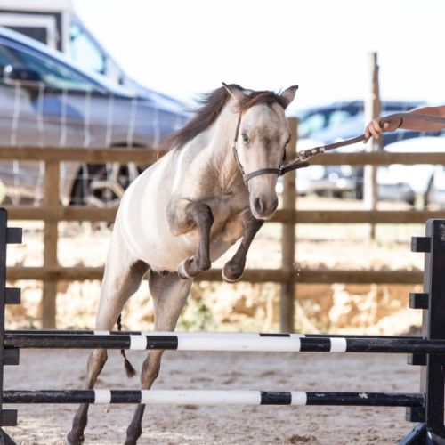 Cheval miniature #0