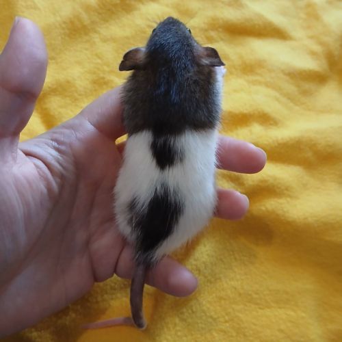 Ratons domestique #1