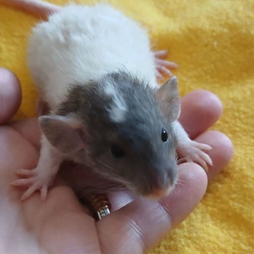 Ratons domestique