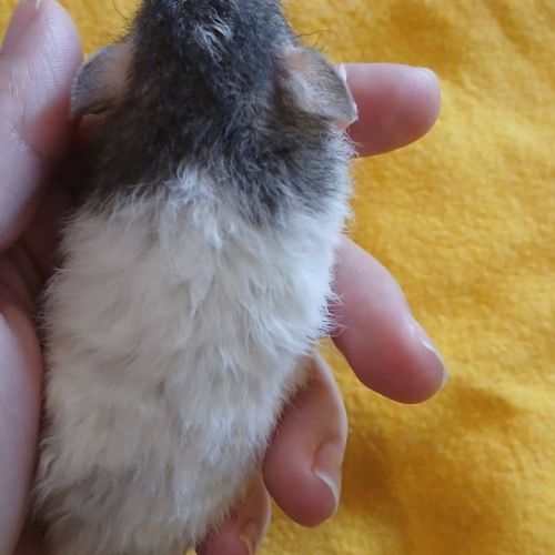 Ratons domestique #3