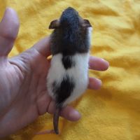 Ratons domestique #1