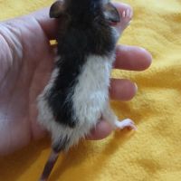 Ratons domestique #4
