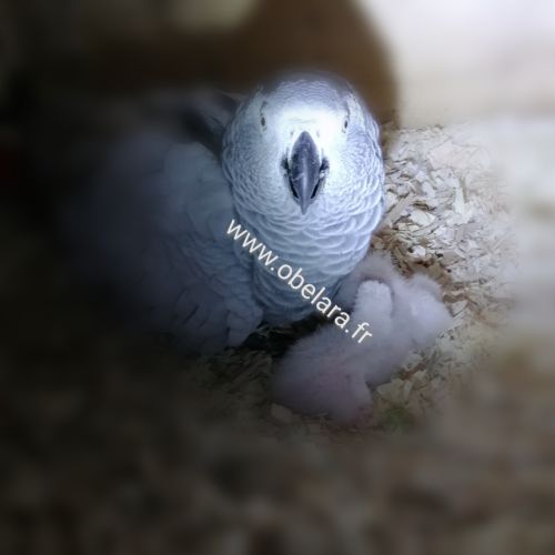 A réserver bébé gris du gabon #0