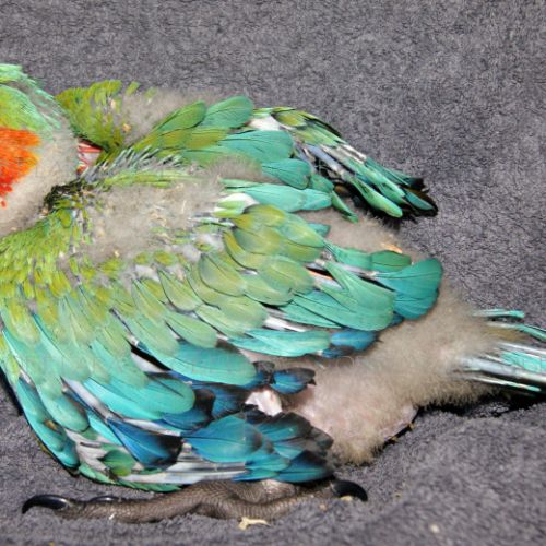 A réserver ara arlequin