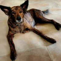 Zelda la caline