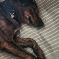 Zelda la caline #5
