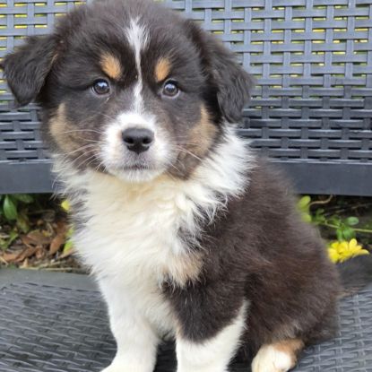 Chiot berger australien #1