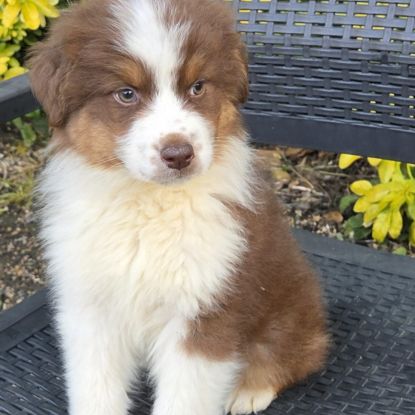 Chiot berger australien