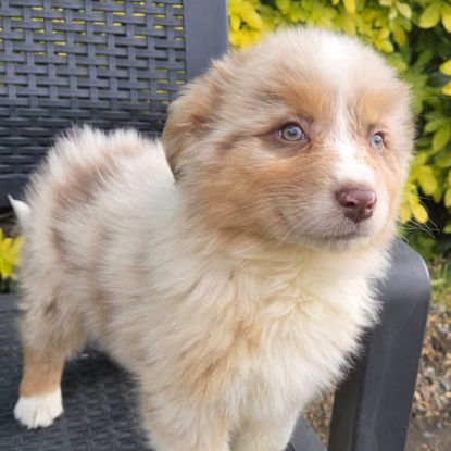 Chiot berger australien #3