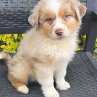 Chiot berger australien #4