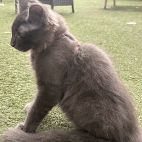 Dernier chaton maine coon #1