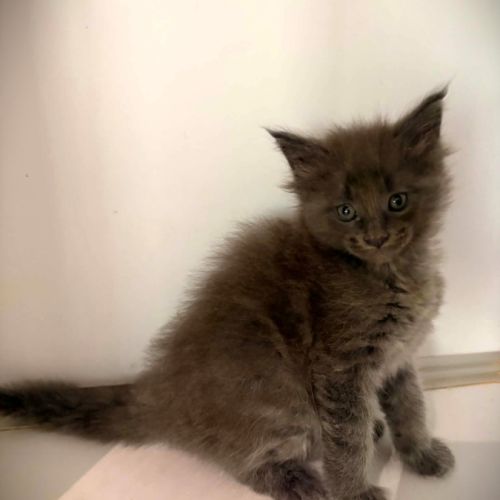 Chatons maine coon #1