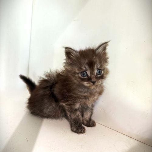 Chatons maine coon #2