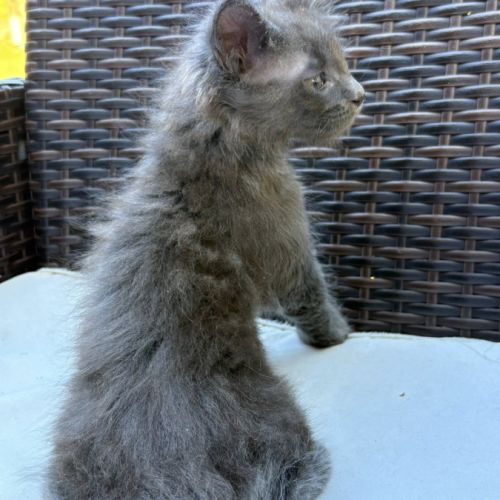 Chatons maine coon #3