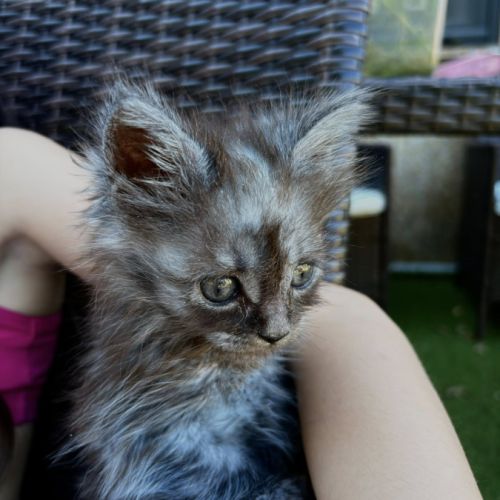 Chatons maine coon #4