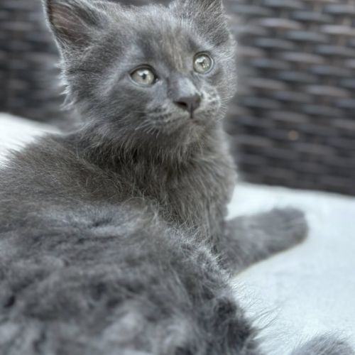 Chatons maine coon #5