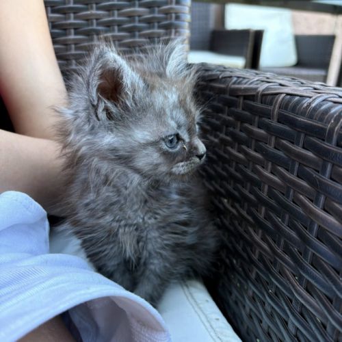 Chatons maine coon #7