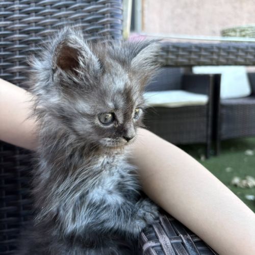 Chatons maine coon #8