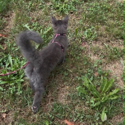 Dernier chaton maine coon #5