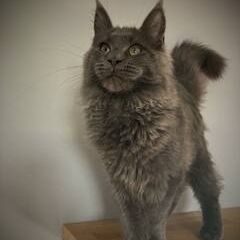 Chatons maine coon #10