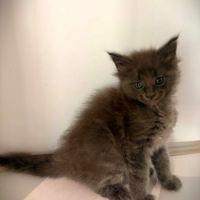 Chatons maine coon #1