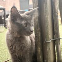 Dernier chaton maine coon #3