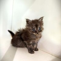 Chatons maine coon #2