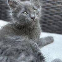 Chatons maine coon #5