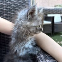 Chatons maine coon