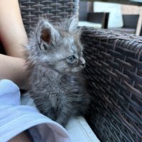 Chatons maine coon #7