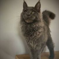 Chatons maine coon #10