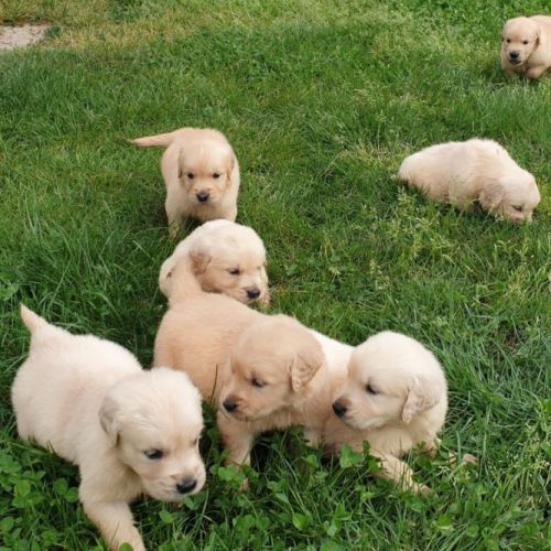 Chiots golden retriever #2
