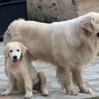 Chiots golden retriever