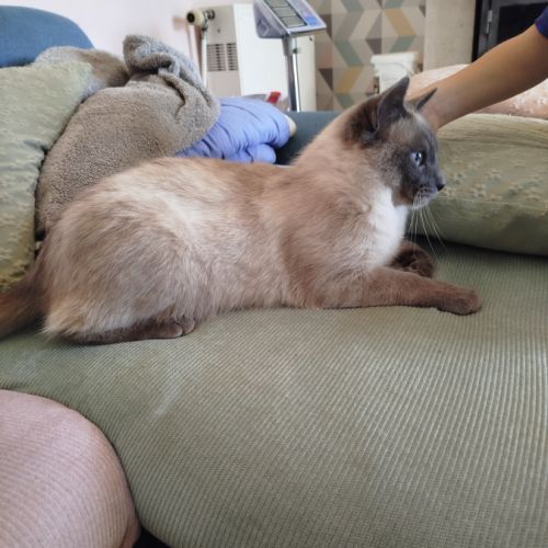 Chaton siamois #2