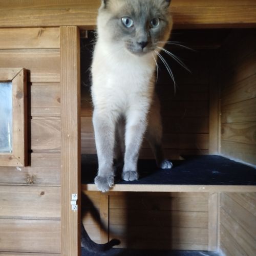 Chaton siamois #3