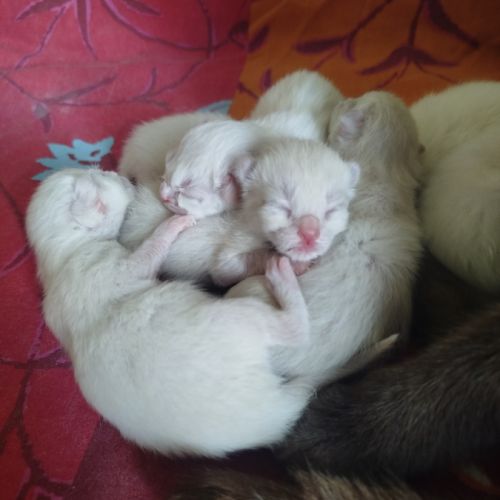 Chaton siamois #2