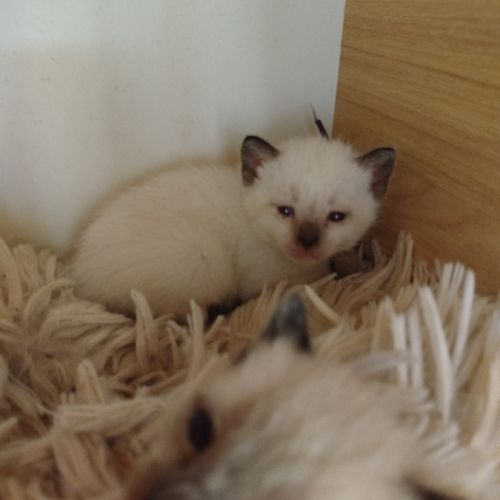 Chaton siamois