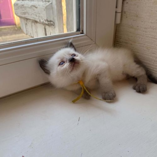 Chaton siamois #6