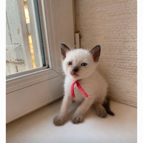 Chaton siamois #7