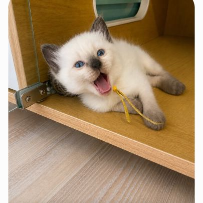 Chaton siamois