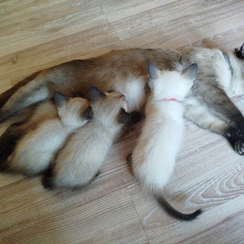 Chaton siamois #10