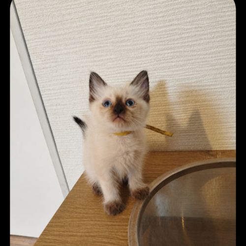 Chaton siamois