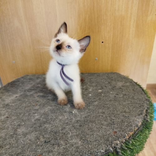 Chaton siamois